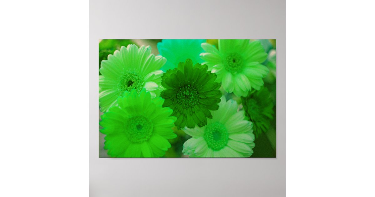 Green Gerbera Daisy Flowers Wall Art Print Poster | Zazzle