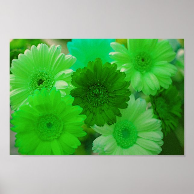 Green Gerbera Daisy Flowers Wall Art Print Poster (Front)