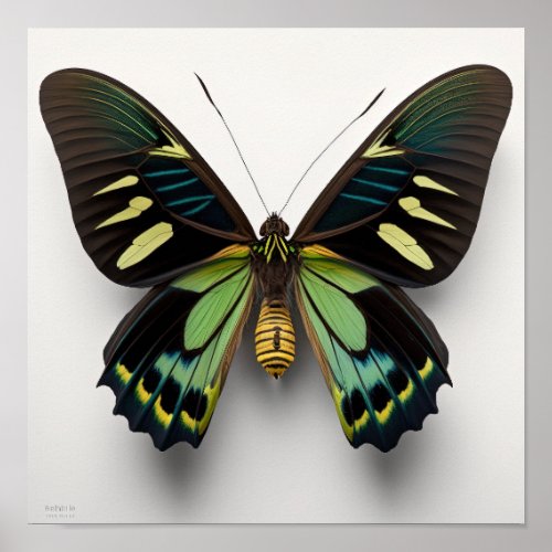Green Goliath Birdwing Butterfly Art Print Poster