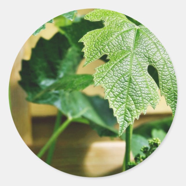 Green Grape Leaf Classic Round Sticker (Front)