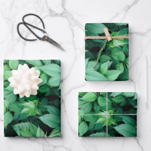 Green Grape Leaves Wrapping Paper Sheets