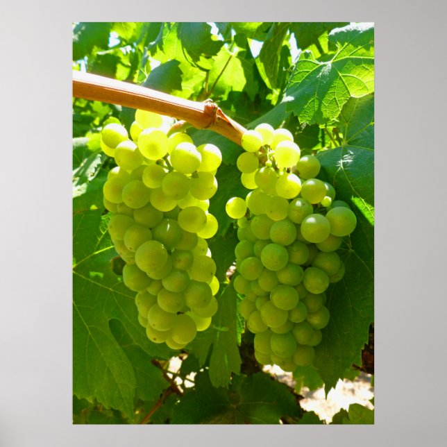 Green Grapes on the Vine Poster (Front)