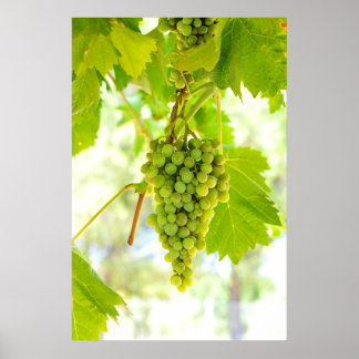 Green grapes on vine poster