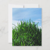 Green grass against the background of the endless  (Front)