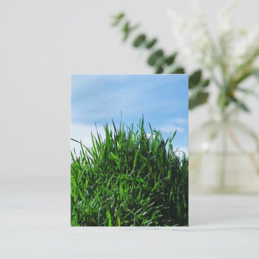 Green grass against the background of the endless  (Standing Front)