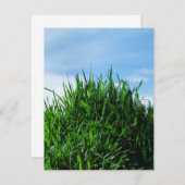 Green grass against the background of the endless  (Front/Back)