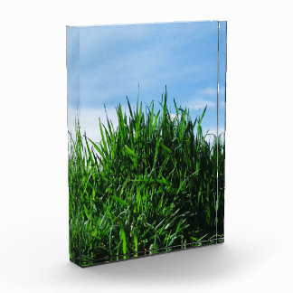 Green grass against the background of the endless acrylic award