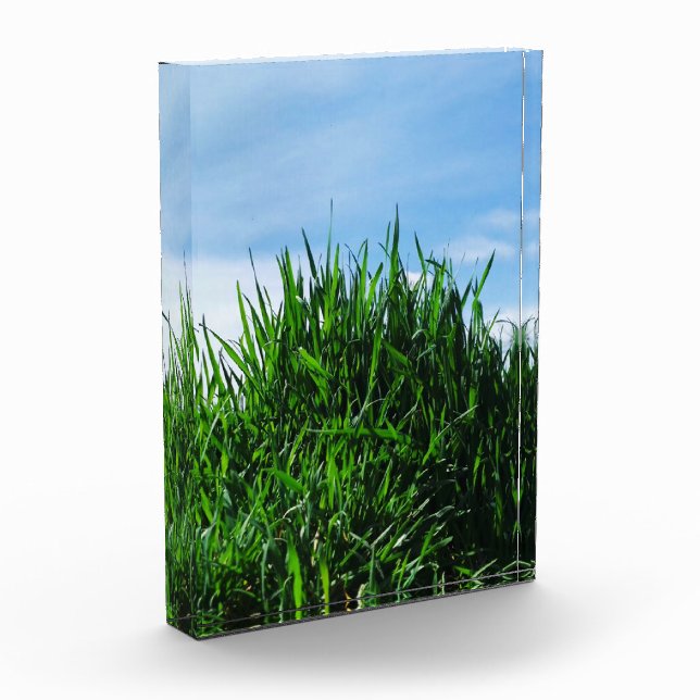 Green grass against the background of the endless  acrylic award (Left)