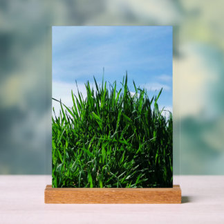 Green grass against the background of the endless acrylic sign