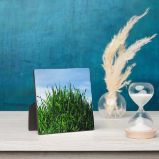 Green grass against the background of the endless plaque