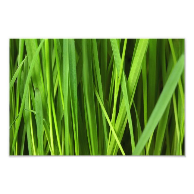 Green Grass background Photo Print (Front)