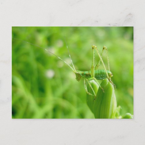 Green Grasshopper on Daylily Buds Postcard