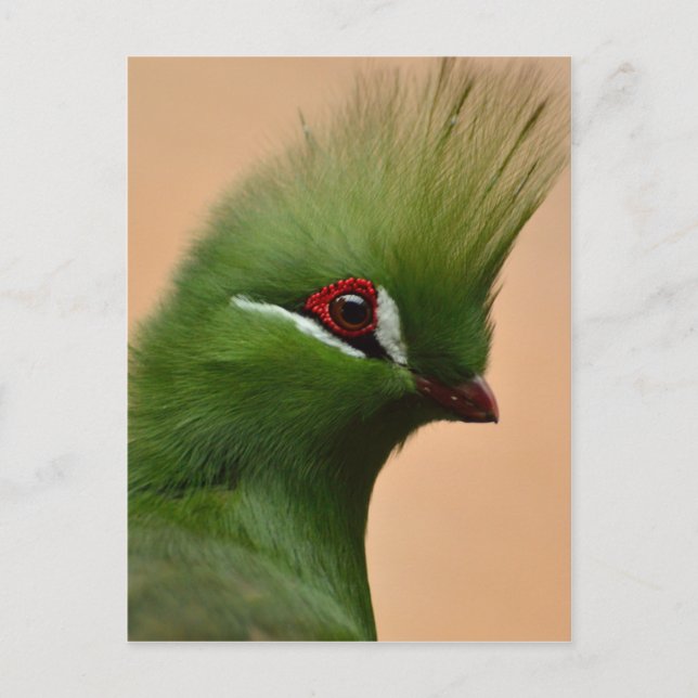 Green Guinea Turaco bird Postcard (Front)