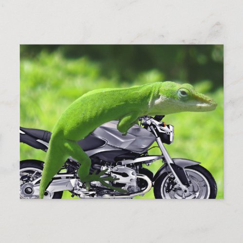 Green Hawaiian Gecko Rider Postcard