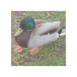 Green Head Duck 12" x 12" Gallery Wrap