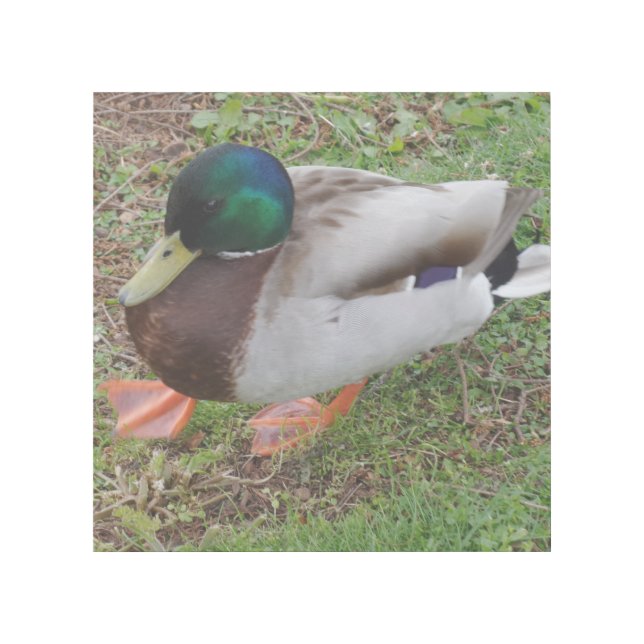 Green Head Duck 12" x 12" Gallery Wrap (Front)