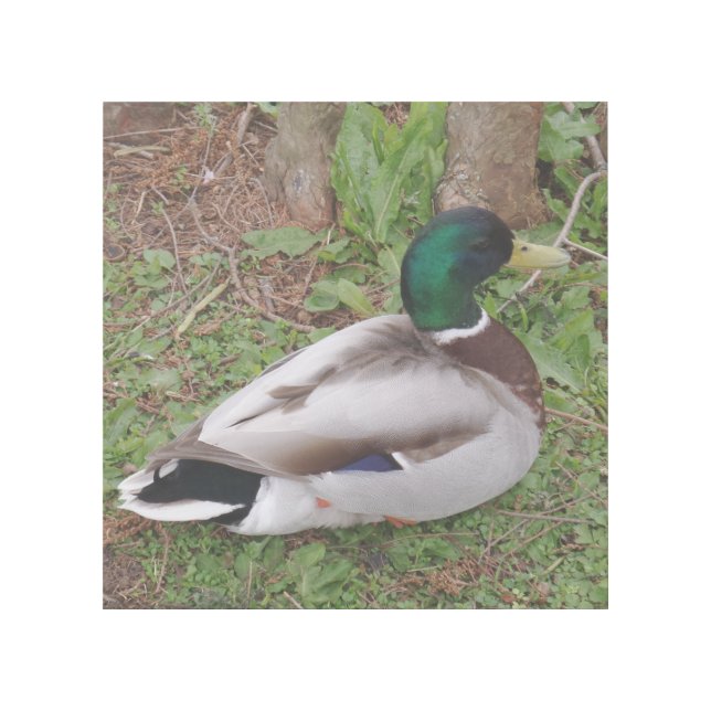 Green Head Duck  12" x 12" Gallery Wrap (Front)