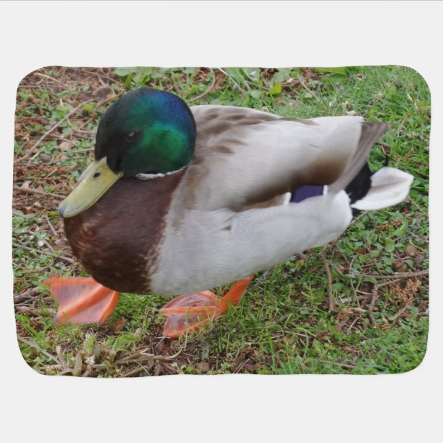 Green Head Duck Baby Blanket (Horizontal)