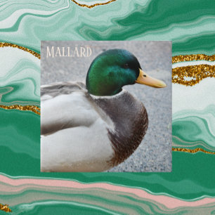 Green Headed Mallard Drake Ceramic Tile