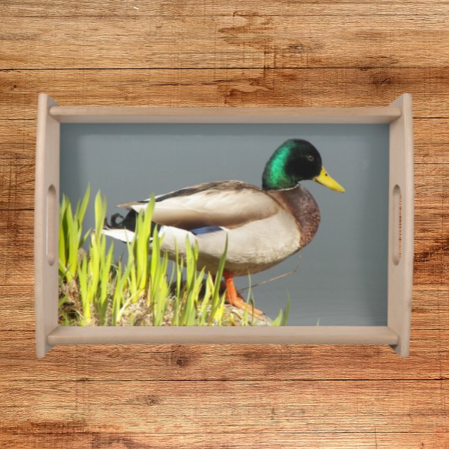Green Headed Mallard Duck Nature Photo Serving Tray (In Situ)