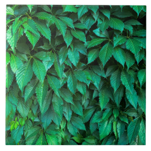 green hedge background parthenocissus pattern text ceramic tile
