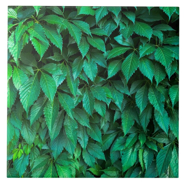 green hedge background parthenocissus pattern text ceramic tile (Front)