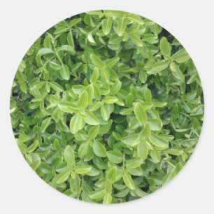 Green Hedge Shrub Type Plant Photograph Sticker