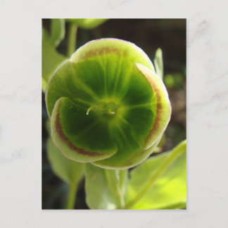 green hellebore flower postcard