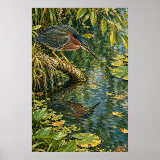 Green Heron Above the Quiet Waters of South Texas Poster