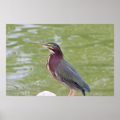 Green Heron Bird Photo Poster
