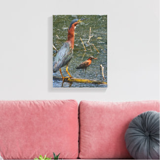 Green Heron (Butorides virescens) Canvas Print