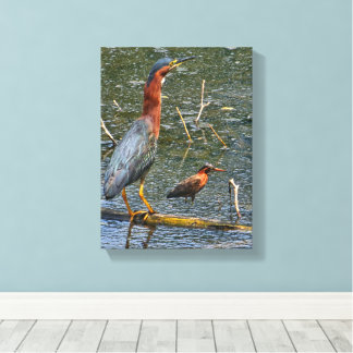 Green Heron (Butorides virescens) Canvas Print