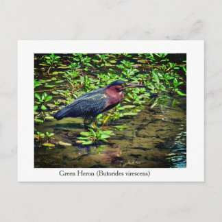 Green Heron (Butorides virescens) Holiday Postcard
