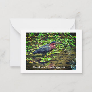 Green Heron (Butorides virescens) Note Card