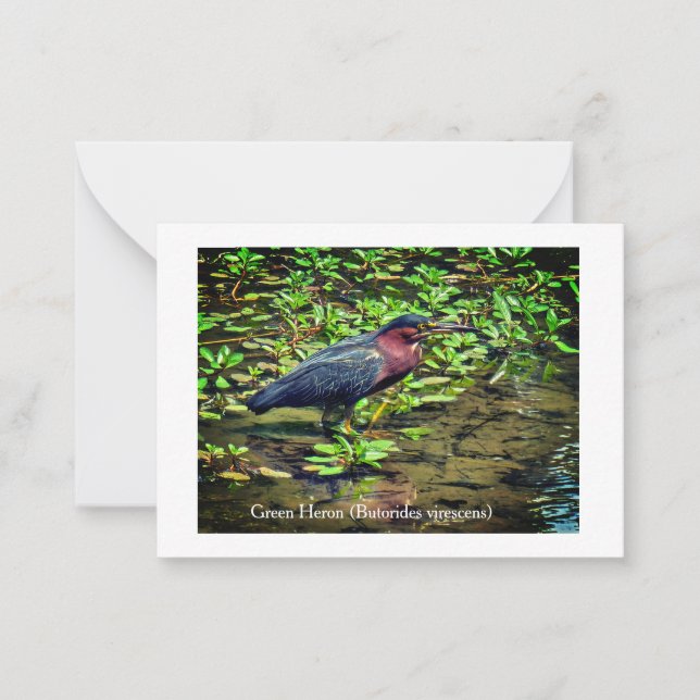 Green Heron (Butorides virescens) Note Card (Front)