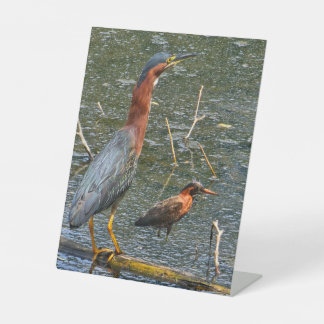 Green Heron (Butorides virescens) Pedestal Sign
