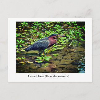 Green Heron (Butorides virescens) Postcard