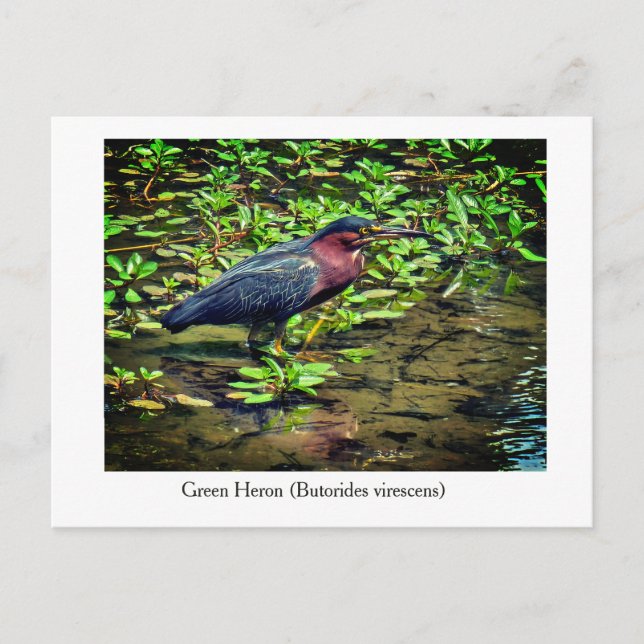Green Heron (Butorides virescens) Postcard (Front)