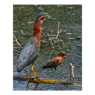 Green Heron (Butorides virescens) Poster