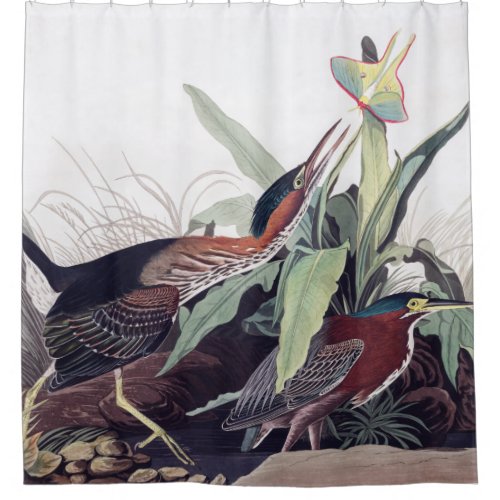 Green Heron by Audubon Vintage Bird Art Wildlife Shower Curtain