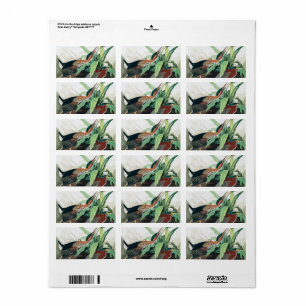 Green Heron by John James Audubon Label