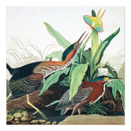 Green Heron by John James Audubon Photo Print