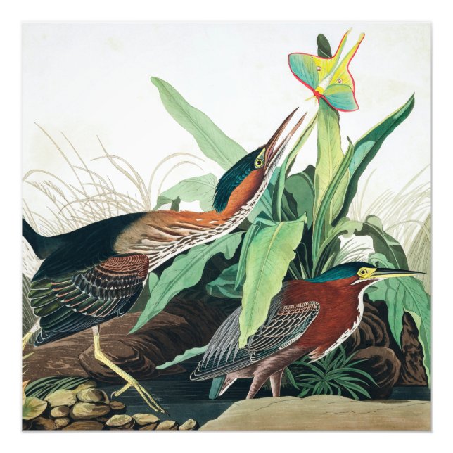 Green Heron by John James Audubon Photo Print (Front)