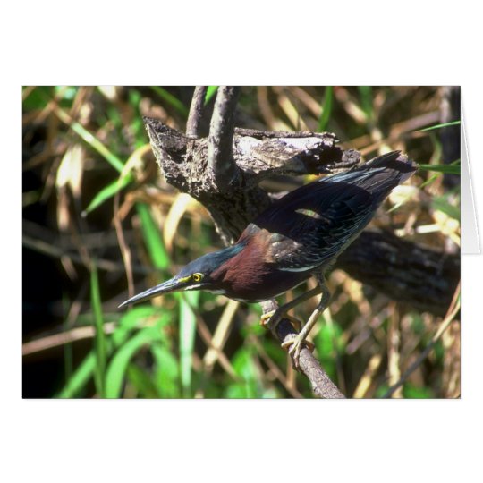Green Heron Card