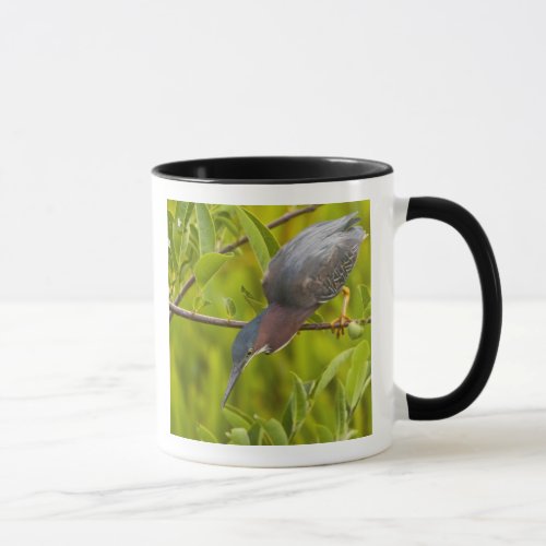 Green heron hunting from a branch mug