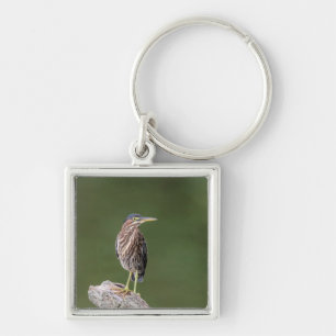 Green Heron on a log Keychain