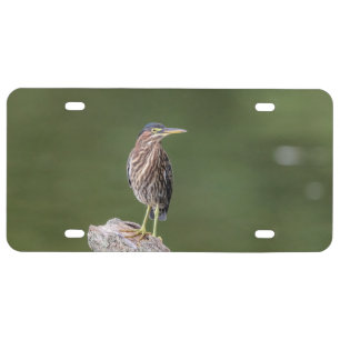 Green Heron on a log License Plate