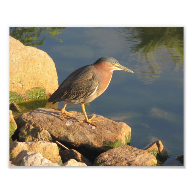 Green Heron Photo Print (Front)
