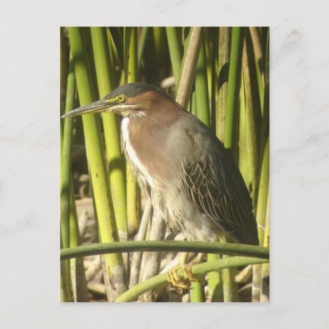Green Heron Postcard (Front)