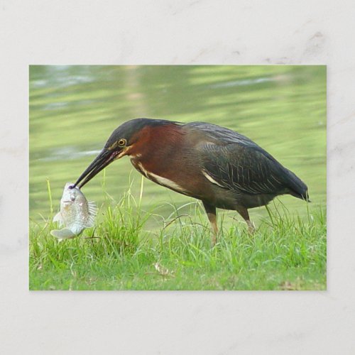 Green Heron with fish Postcard